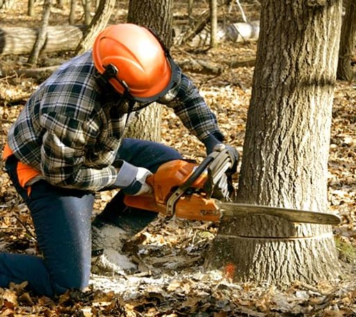 Tree Removal in Martinsville, IN